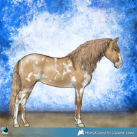 Horse Color:White Spotted Chocolate Palomino Dun Sabino Rabicano