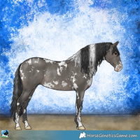 Horse Color:White Spotted Grullo Mushroom Sabino Rabicano