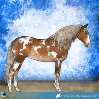 Horse Color:White Spotted Chocolate Palomino Rabicano