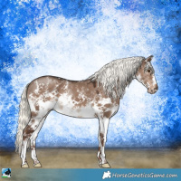 Horse Color:White Spotted Liver Red Dun Mushroom Sabino
