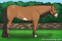 Horse Color:Bay Frame 