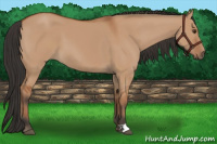 Horse Color:Bay Dun 