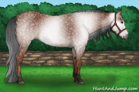 Horse Color:Gray Bay 