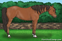 Horse Color:Bay 