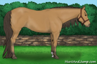 Horse Color:Buckskin 
