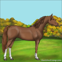 Horse Color:Chestnut Tobiano