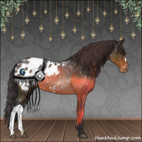 Horse Color:Buckskin Appaloosa