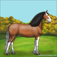 Horse Color:Bay Splash 