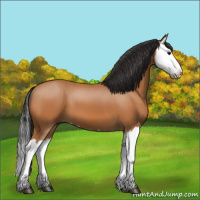 Horse Color:Bay Splash 