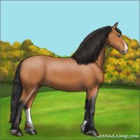 Horse Color:Bay Splash 