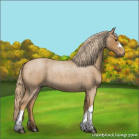 Horse Color:Red Roan 