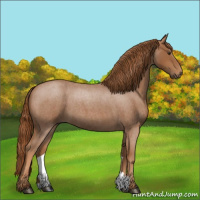 Horse Color:Red Roan 