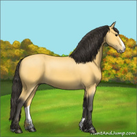 Horse Color:Buckskin Splash 