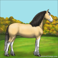 Horse Color:Buckskin Splash 