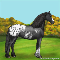 Horse Color:Black Appaloosa Rabicano 
