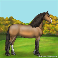 Horse Color:Buckskin Splash 