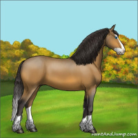 Horse Color:Buckskin Splash 