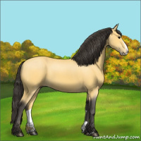 Horse Color:Buckskin Splash