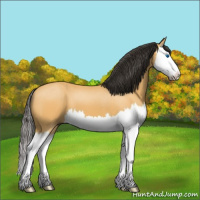 Horse Color:Buckskin Splash 