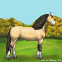 Horse Color:Buckskin Splash 