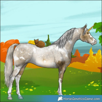 Horse Color:White Spotted Silver Buckskin Dun Sabino Brindle 