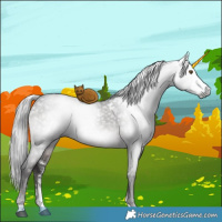 Horse Color:Gray Platinum White Spotted Silver Brown Dun Sabino Brindle