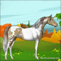 Horse Color:White Spotted Chocolate Palomino Dun Tobiano 