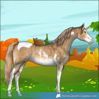Horse Color:Chocolate Palomino Dun Sabino Tobiano Brindle 