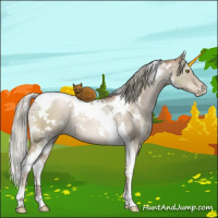 Horse Color:White Spotted Liver Red Dun Pearl Mushroom Tobiano 