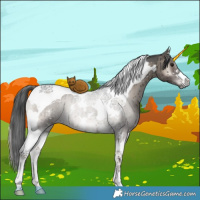 Horse Color:Grullo Onyx Sabino Tobiano Brindle 