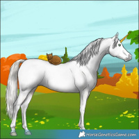 Horse Color:Gray White Spotted Liver Red Dun Ice Pearl Mushroom Splash Tobiano 