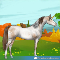 Horse Color:White Spotted Brown Pearl Dun Sabino Rabicano Brindle 