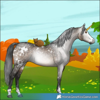 Horse Color:Gray White Spotted Brown Dun Sabino 