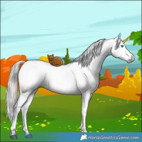 Horse Color:Gray Brown Pearl Dun Sabino Splash Appaloosa Brindle 