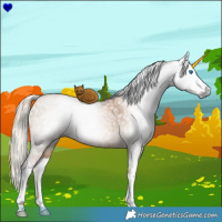 Horse Color:Gray Liver Red Dun Pearl Sabino Splash Rabicano Brindle