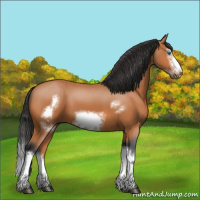 Horse Color:Bay Splash Frame 