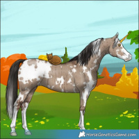 Horse Color:White Spotted Liver Red Dun Sabino Brindle 