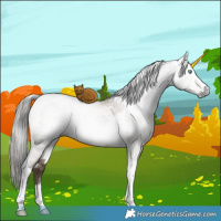 Horse Color:Gray White Spotted Brown Pearl Dun Tobiano 