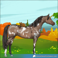 Horse Color:White Spotted Liver Red Dun 