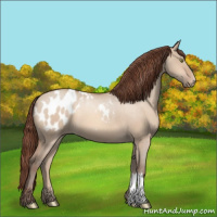 Horse Color:Amber Champagne Dun Appaloosa 