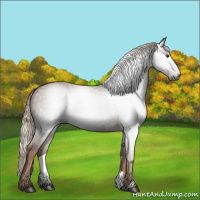 Horse Color:Gray Chestnut 