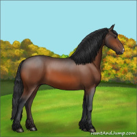 Horse Color:Bay 