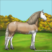 Horse Color:Chestnut Splash Appaloosa 