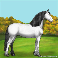 Horse Color:White Spotted Black 