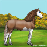 Horse Color:Chestnut Splash 