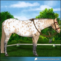 Horse Color:Bay Leopard  and Buckskin Blanket 