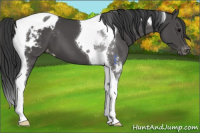 Horse Color:Black Tobiano Appaloosa 