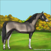 Horse Color:Blue Onyx 