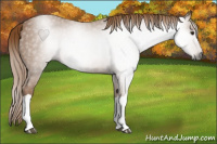 Horse Color:Gray Chestnut 