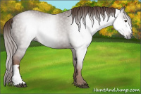 Horse Color:Gray Chestnut 